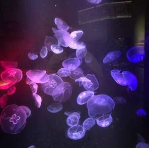 Meet your Posher, Wayne